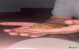 Frog reptiles for sale: Male Pac man frog for sale - Image 4