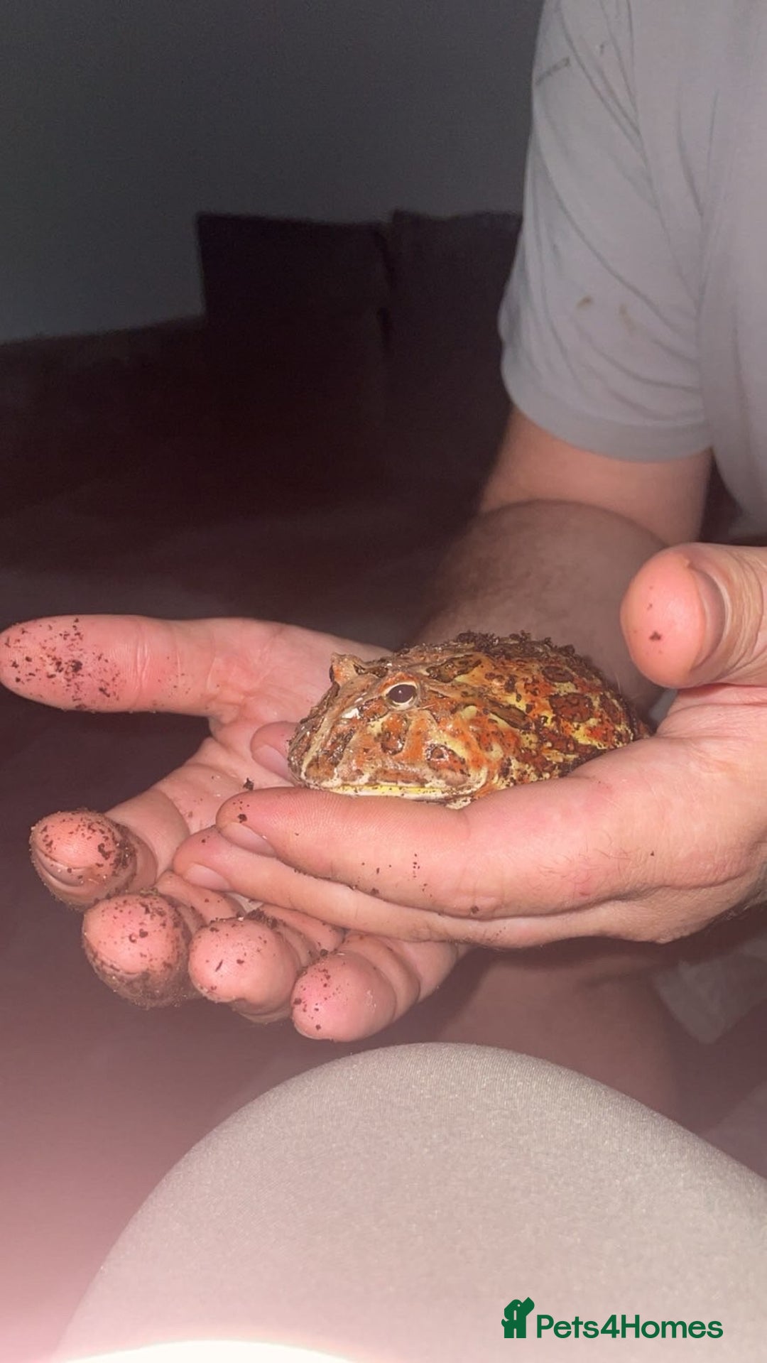 Frog reptiles for sale: Male Pac man frog for sale - Image 4
