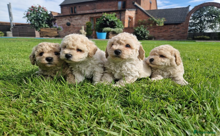 Poochon dogs in Market Drayton - Advert 19