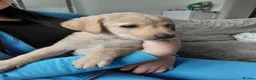 Labrador Retriever dogs for sale: LAST GIRL!! READY NOW, REDUCED LABRADOR RETEIEVER - Advert 11