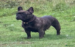 French Bulldog dogs for sale: Home-Reared French Bulldog Puppies – KC Registered - Image 11