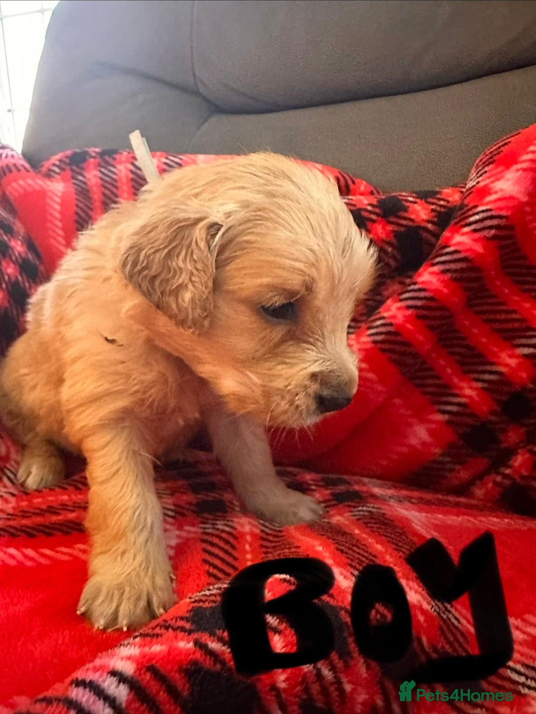 Golden Retriever dogs for sale: beautiful KC GR READY 23/12/25 - Advert 9