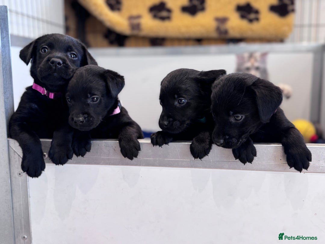 Labrador Retriever dogs for sale: Gorgeous KC Registered Labrador Retriever Puppies - Image 10