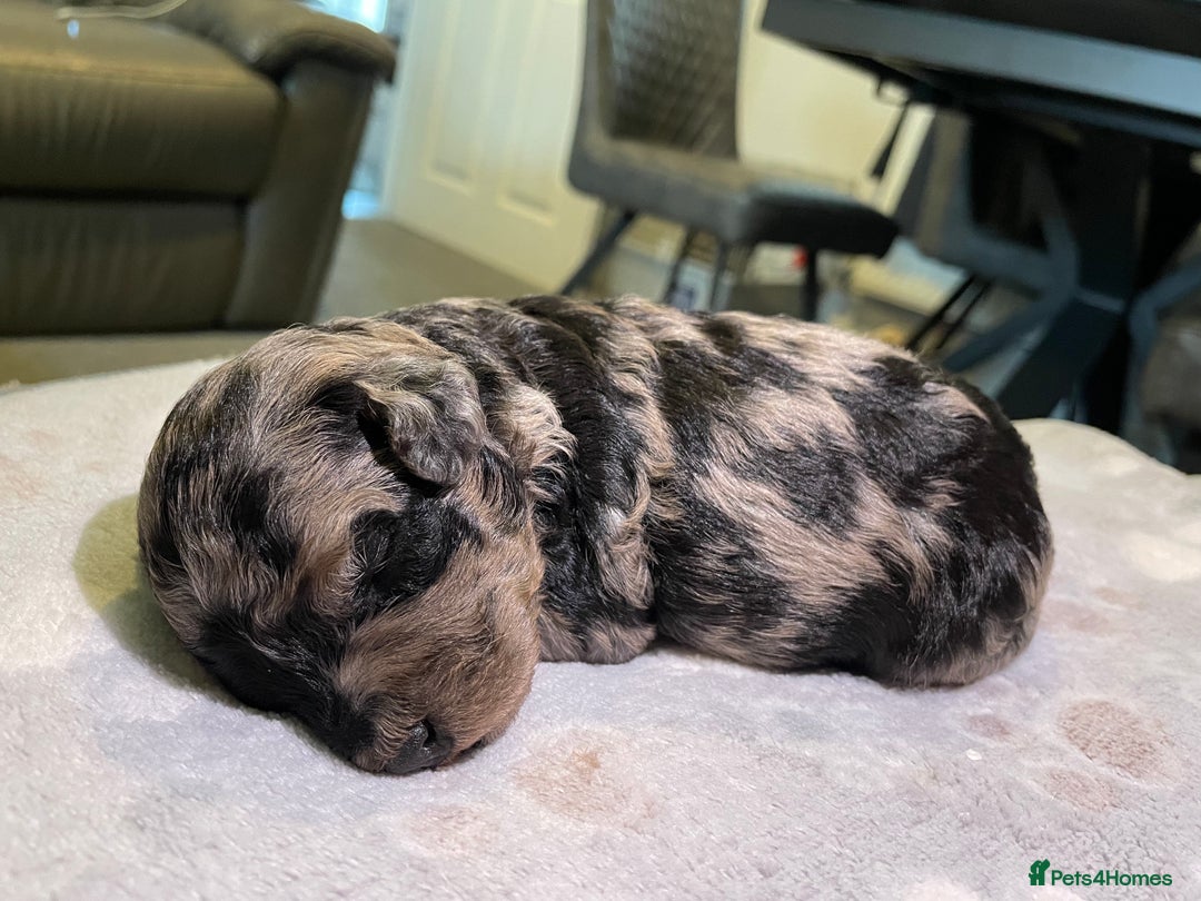 Cockapoo dogs for sale: 3 beautiful cockapoo puppies for sale  - Advert 20