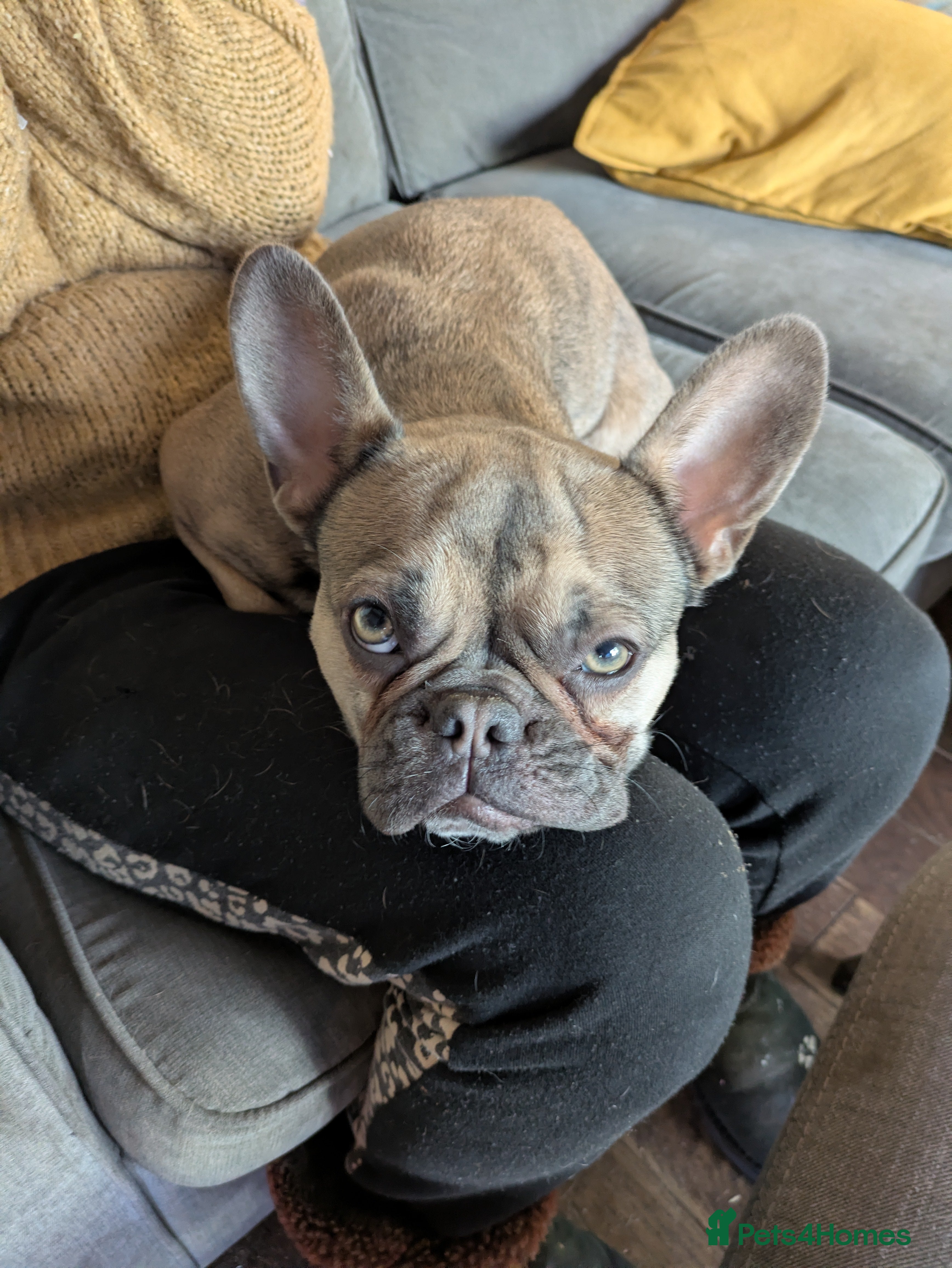 French Bulldog dogs Female Frenchie 1.5 years old - Advert 3