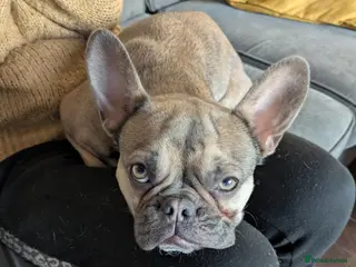 French Bulldog dogs Female Frenchie 1.5 years old - Advert 3