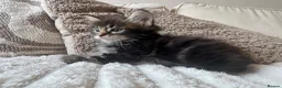 Ragcoon cats for sale: 8 gorgeous Mainecoon x ragdoll babies  - Advert 7