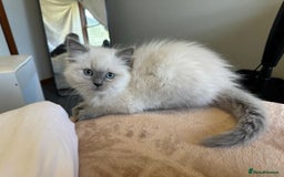 Ragdoll cats for sale: precious cuddle Ragdolls for good homes/families - Image 1