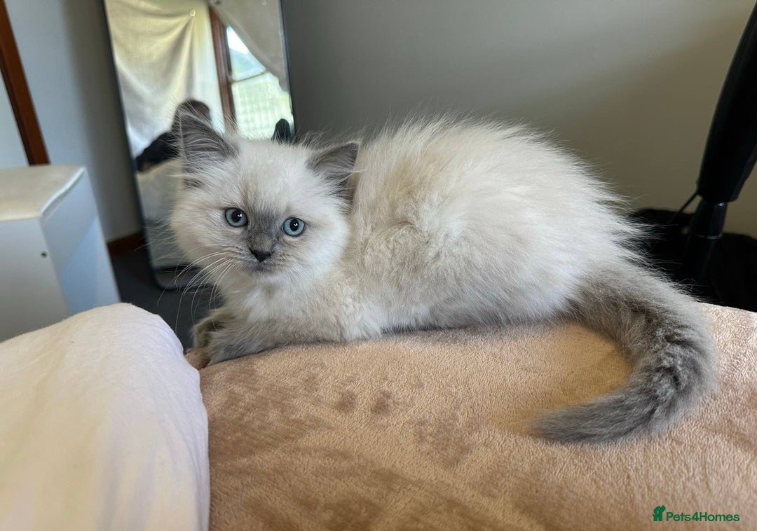 Ragdoll cats for sale: precious cuddle Ragdolls for good homes/families - Image 1