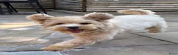 Schnoodle dogs for sale: F1 Toy Mega Coat Schnoodles - Advert 5