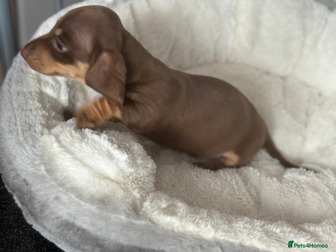 Dachshund dogs for sale: Stunning tiny dachshund pups - Image 4