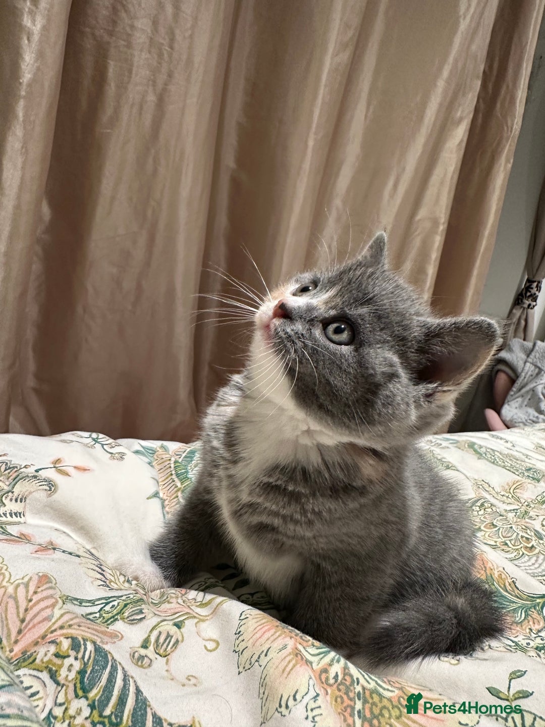 British Shorthair cats for sale: British shorthair kittens  - Advert 5