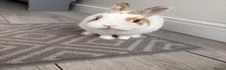 Netherland Dwarf rabbits for sale: Brown and white netherland dwarf  in Heywood - Advert 5