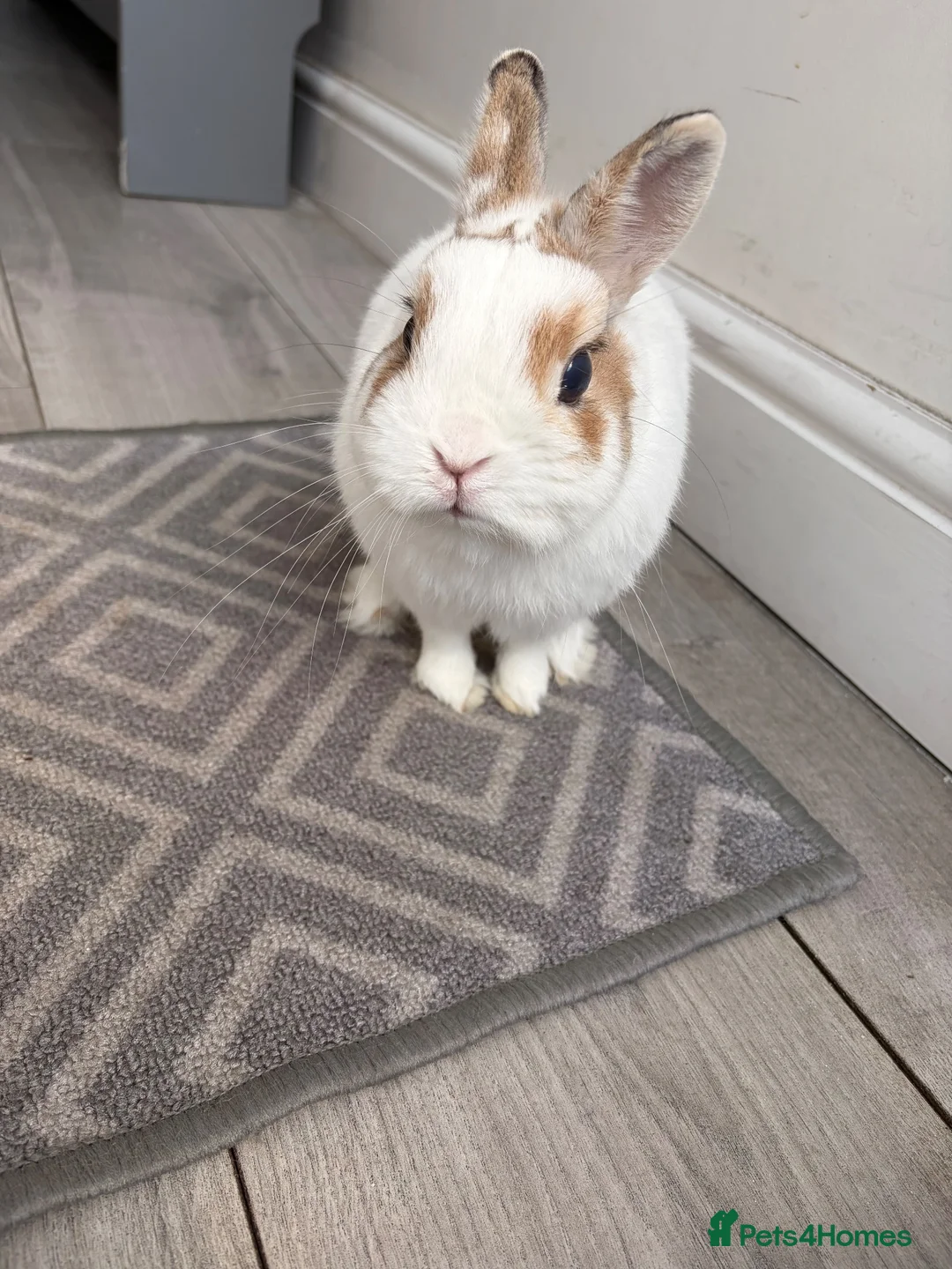 Netherland Dwarf rabbits for sale: Brown and white netherland dwarf  in Heywood - Advert 5