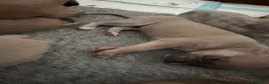 Whippet 7