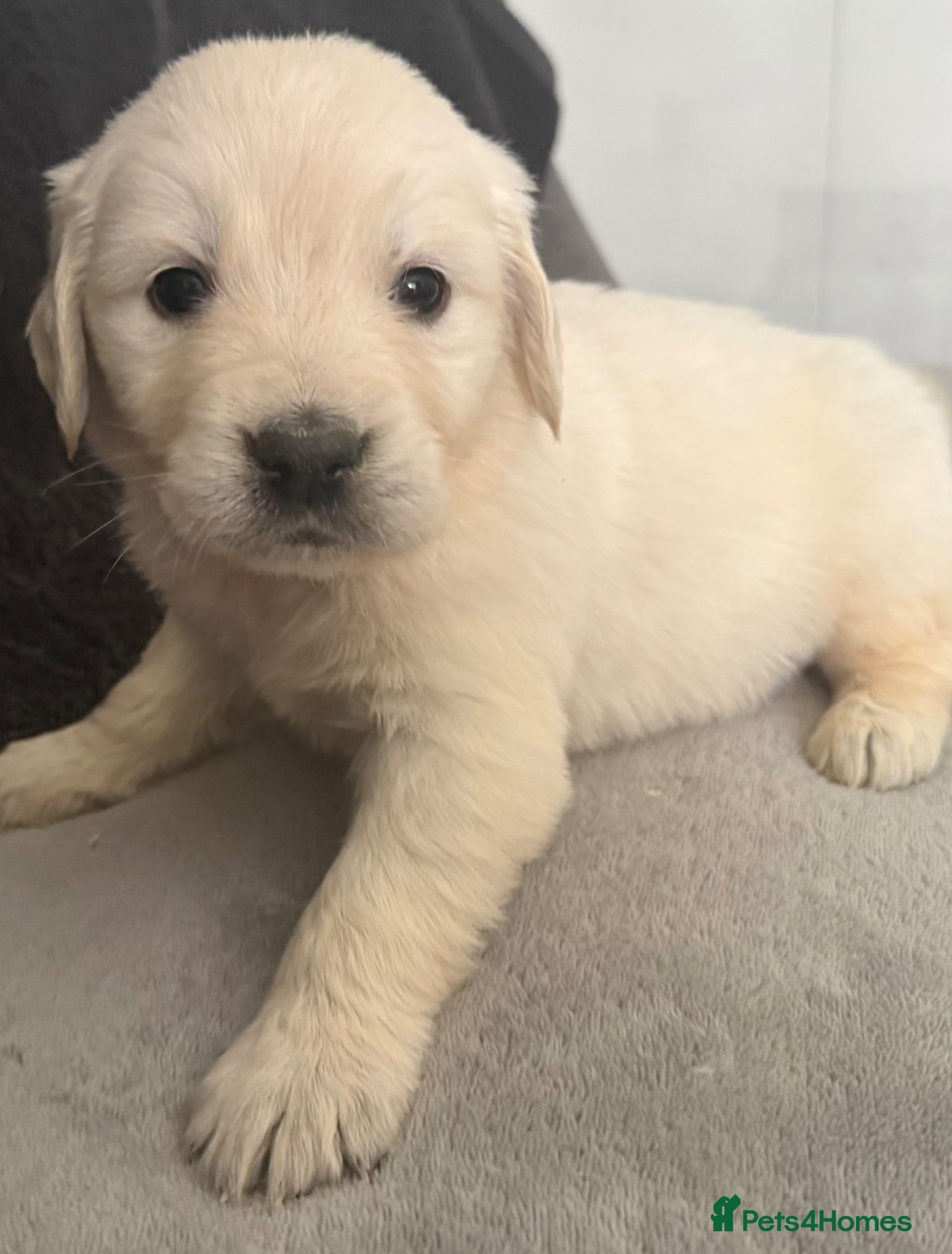 Golden Retriever dogs Beautiful, DNA tested - Golden Retriever Puppies  - Advert 2