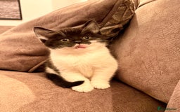 British Shorthair cats for sale: Half British shorthair kittens - Image 2