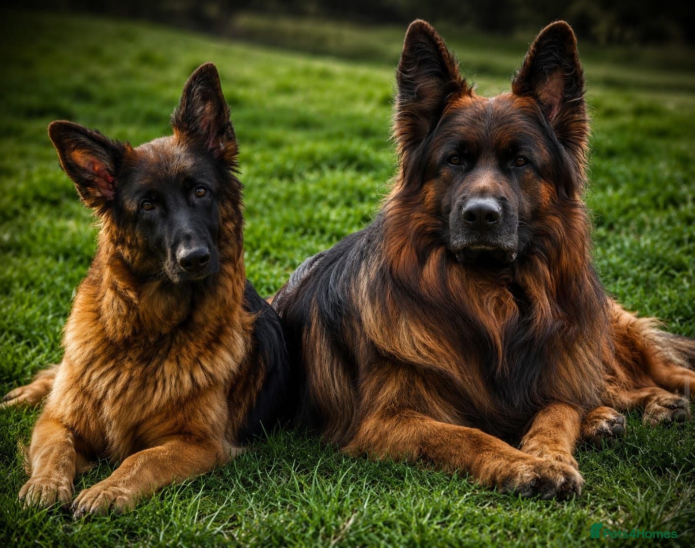 German Shepherd dogs KC Register German Shepherd puppies  - Advert 2
