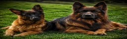 German Shepherd dogs for sale: KC Register German Shepherd puppies  in London - Advert 2