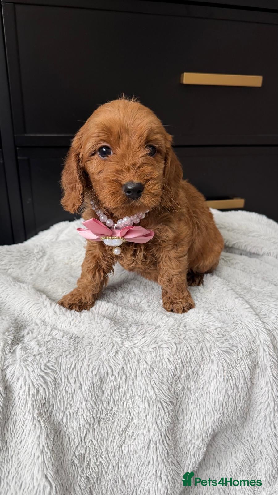 Cavapoo dogs Beautiful f1 cavapoos - Advert 1