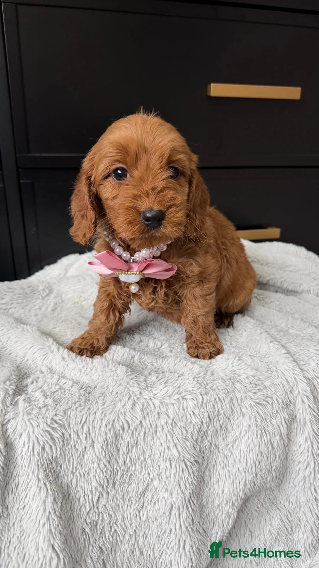 Cavapoo dogs for sale: Beautiful f1 cavapoos in Sandy - Advert 1