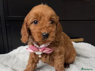 Cavapoo dogs Beautiful f1 cavapoos - Advert 1