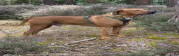 Rhodesian Ridgeback dogs for stud: Beautiful Rhodesian Ridgeback to Stud  in Lightwater - Advert 2