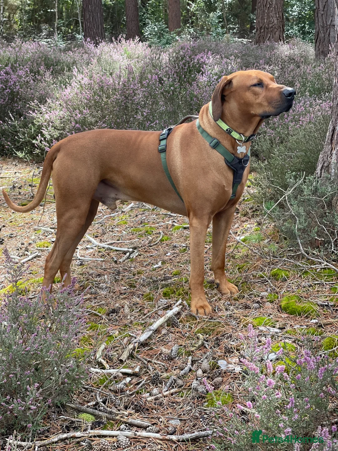 Rhodesian Ridgeback dogs for stud: Beautiful Rhodesian Ridgeback to Stud  in Lightwater - Advert 2