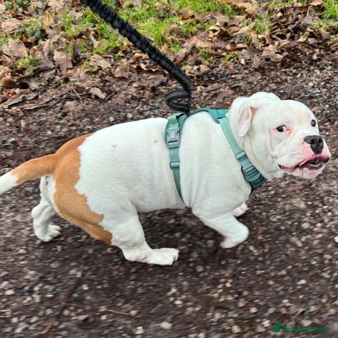Mixed Breed dogs for adoption: FOR ADOPTION- PATCH - EASTLEIGH - Advert 3