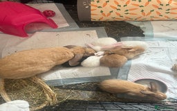 Mixed Breed rabbits for sale: Adorable Mini lop crosses  - Image 10