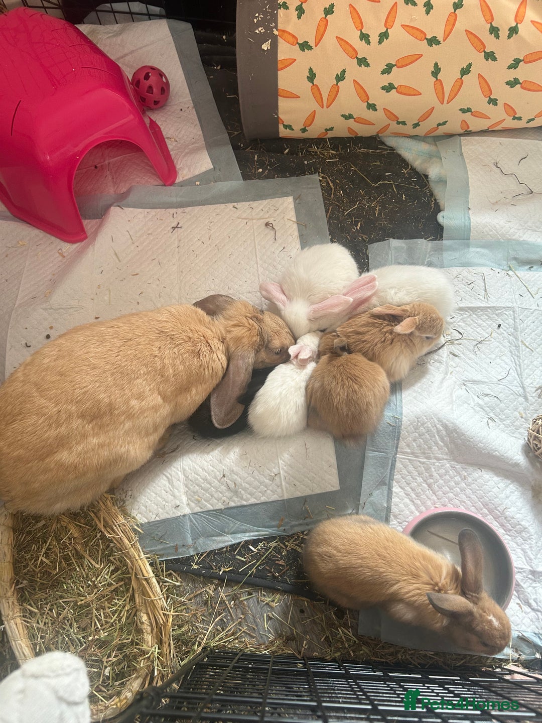 Mixed Breed rabbits for sale: Adorable Mini lop crosses  - Image 10