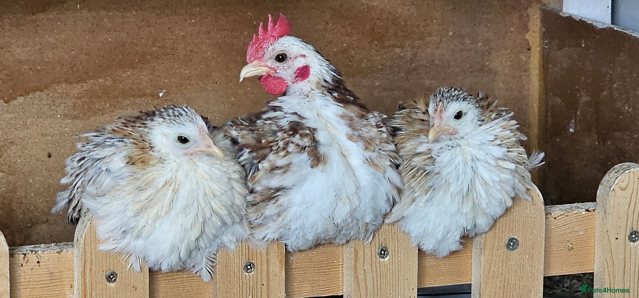 Chickens poultry Serama Chickens.  1 cockrel.  2 hens. - Advert 1