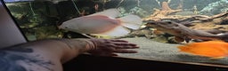 Cichlids fish for sale: Large cichlids and catfish  - Advert 1