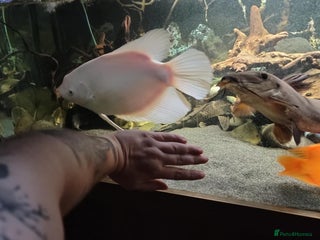 Cichlids fish Large cichlids and catfish - Advert 6