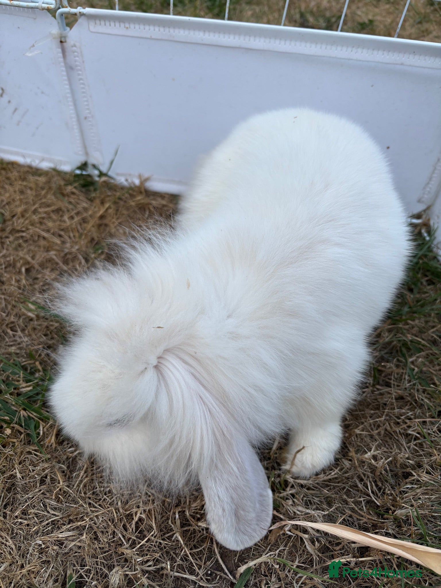 Mini Lop rabbits Mini lop/lionhead - Advert 1