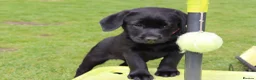 Labrador Retriever dogs for sale: Delightful KC registered litter  - Advert 5
