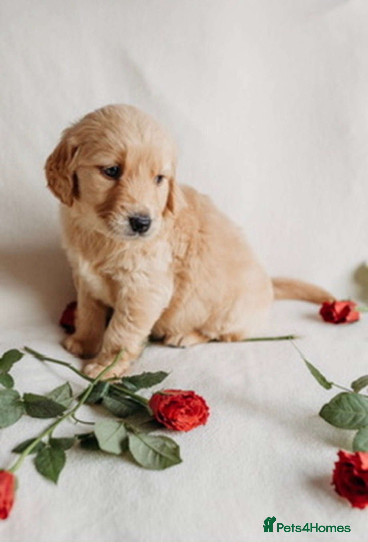 Mixed Breed dogs Golden flatties ❤️ ONLY LITTER IN UK ❤️ - Advert 1
