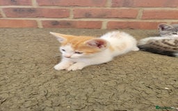 Domestic Shorthair cats for sale: Female kittens - Image 6
