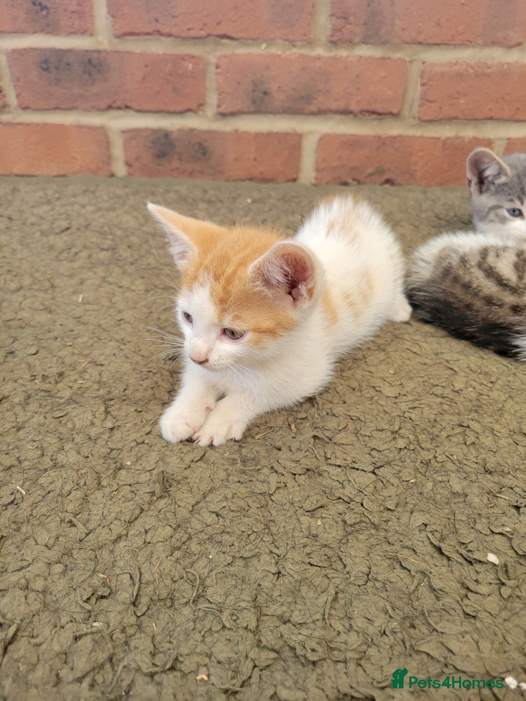 Domestic Shorthair cats for sale: Female kittens - Image 6