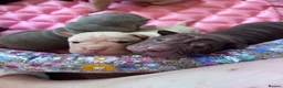 Shar Pei dogs for sale: Sharpei Puppies for sale  - Advert 13