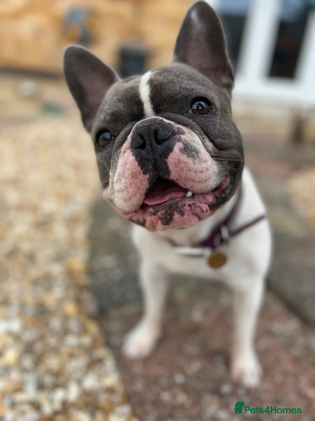 French Bulldog dogs for stud: Chunk Bright & Bubbly! in Leeds - Advert 14