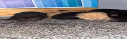 Mixed Breed cats for sale: 5 kittens left  - Advert 16