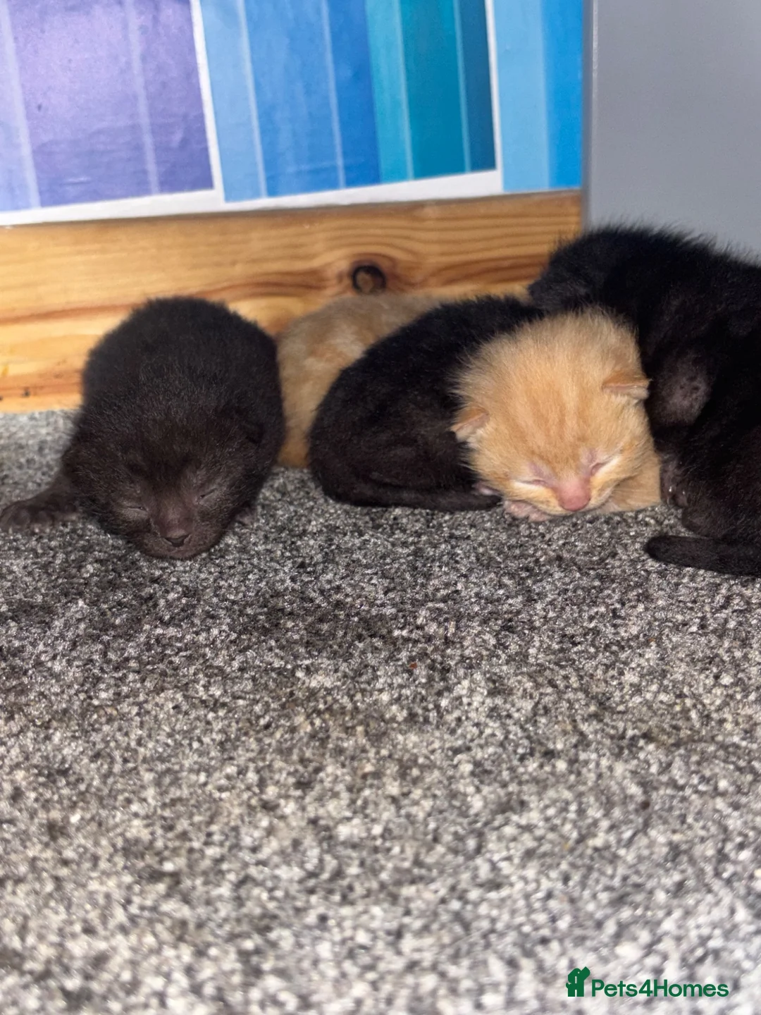 Mixed Breed cats for sale: 5 kittens left  - Advert 16