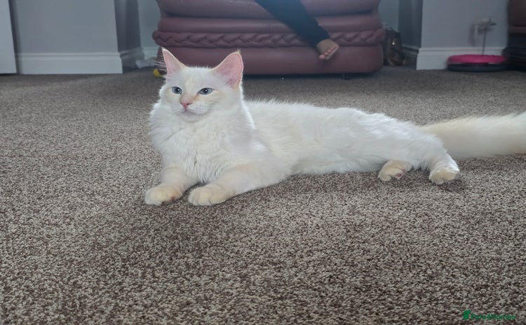 Ragdoll cats - Advert 14