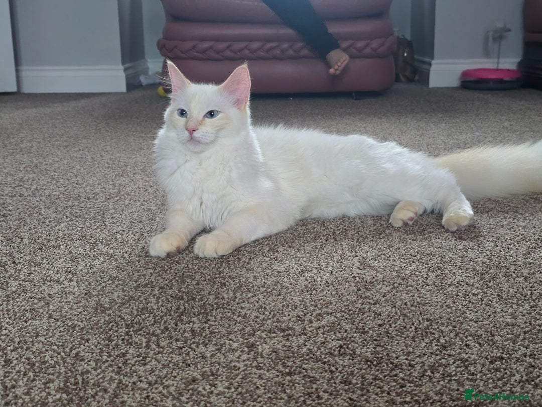 Ragdoll cats for sale: Rare flame point ragdoll  - Image 1