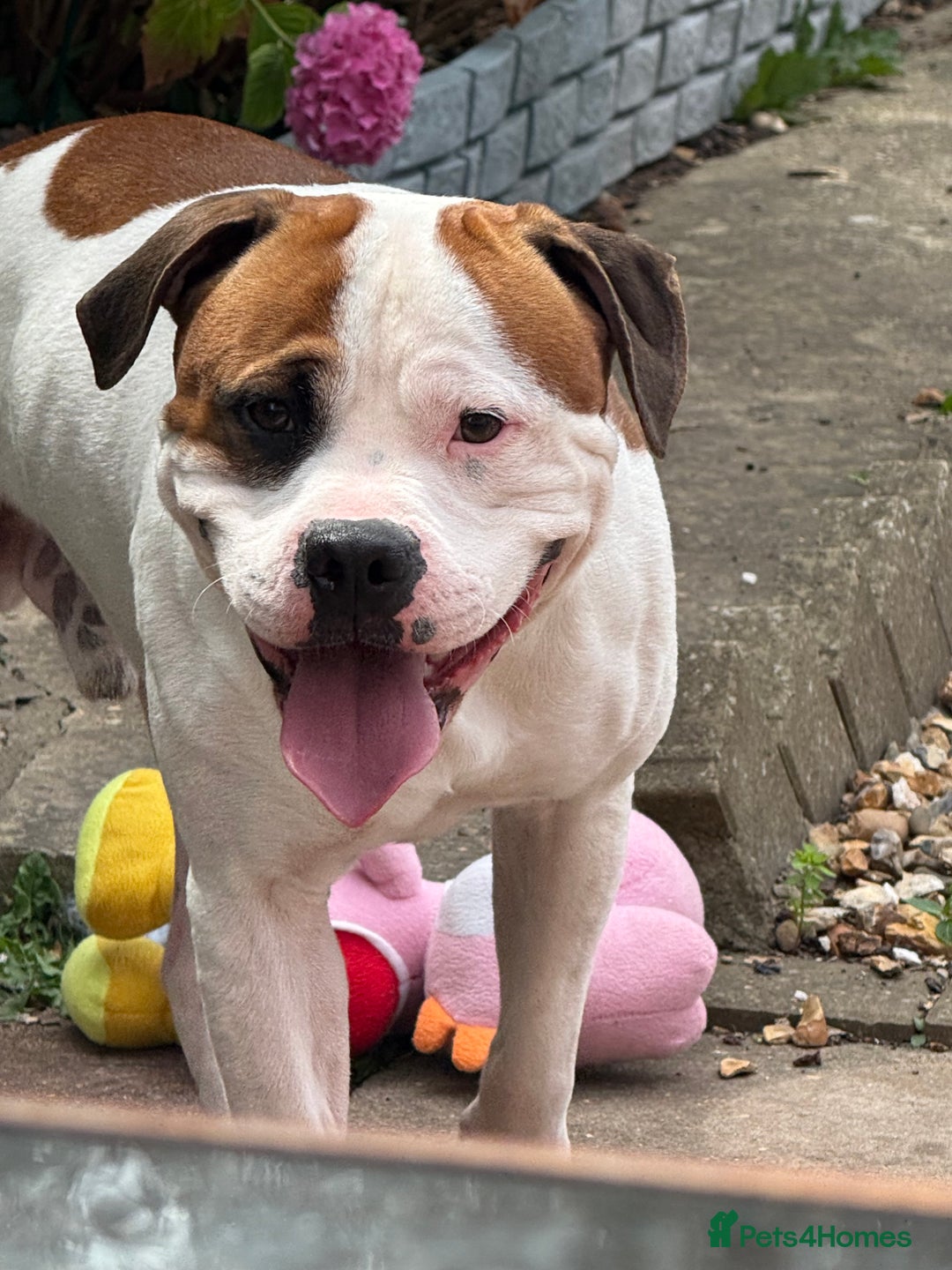American Bull Staffy dogs for stud: Looking to stud - Image 5