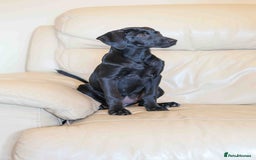 Mixed Breed dogs for adoption: Lively Little Bean - Image 5