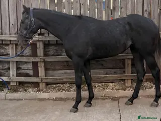 English Thoroughbred horses Grey Gelding 3yrs 16hh - Advert 1
