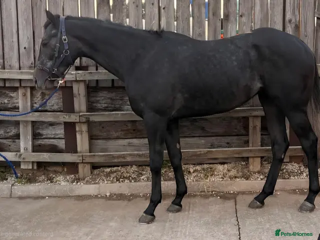 English Thoroughbred horses Grey Gelding 3yrs 16hh & 2&3yr old fillies. - Advert 2