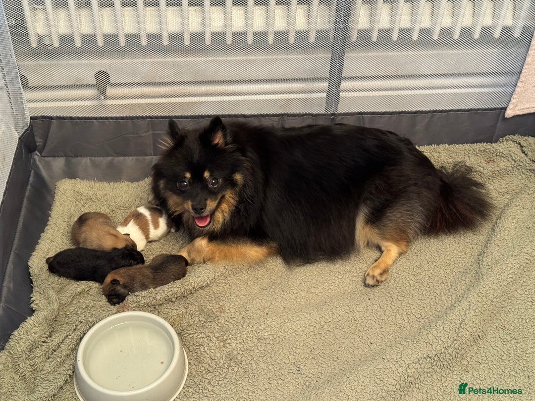 Pomeranian dogs for sale: Two little boys - Image 5